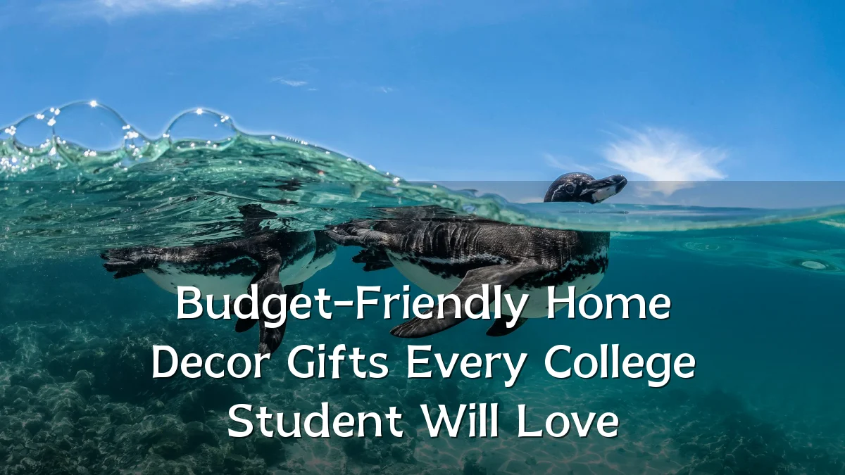 Budget-Friendly Home Decor Gifts Every College Student Will Love